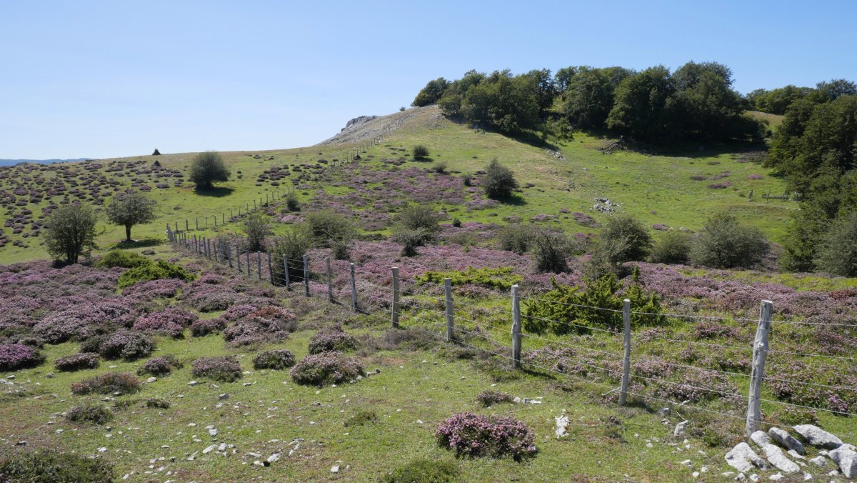 Pagamotxeta ekialdetik