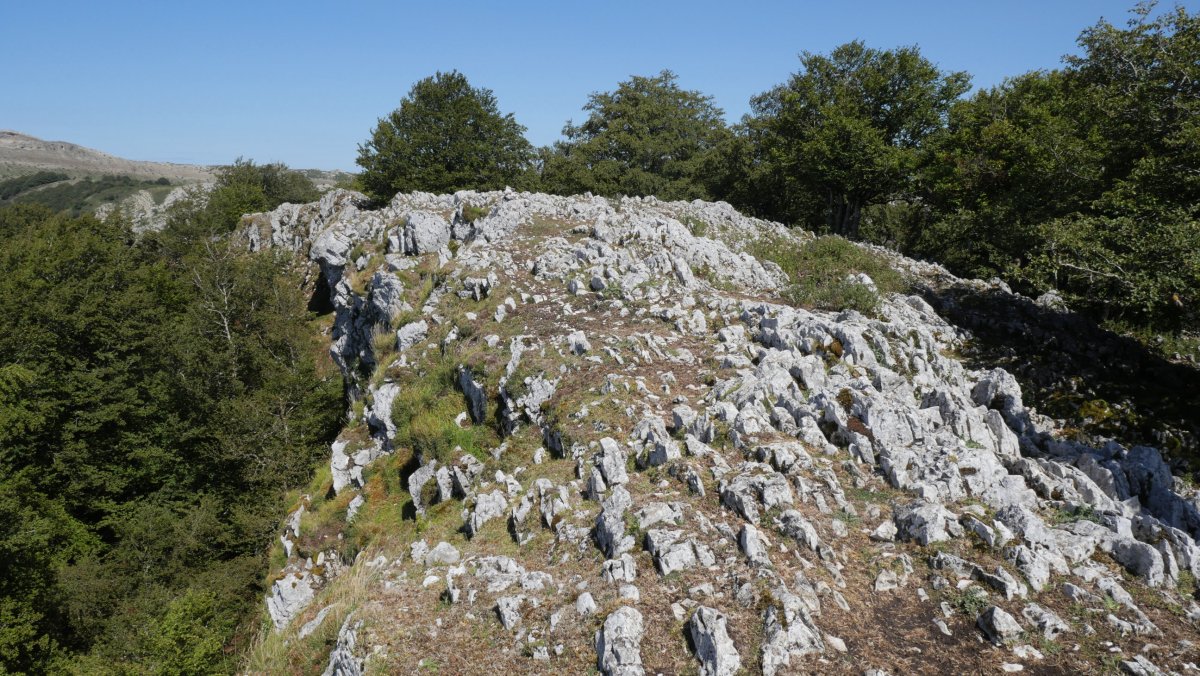 Pagamotxeta gailurra