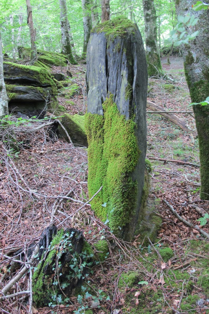 Arbotante 3 zutarria, Donamaria