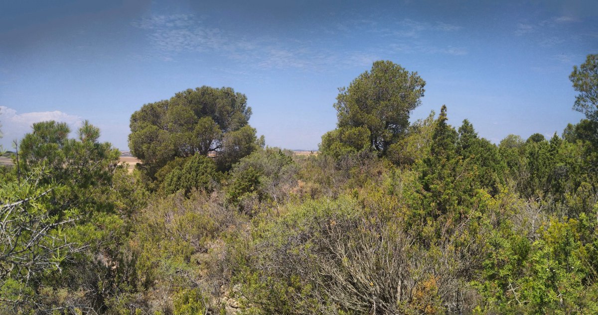 Gailurra, kokatzeko erraza ez dena