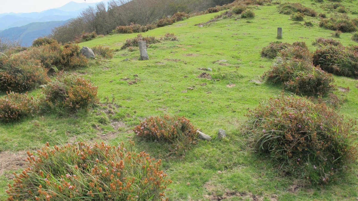 Beltzuntza harrespila, Goizueta