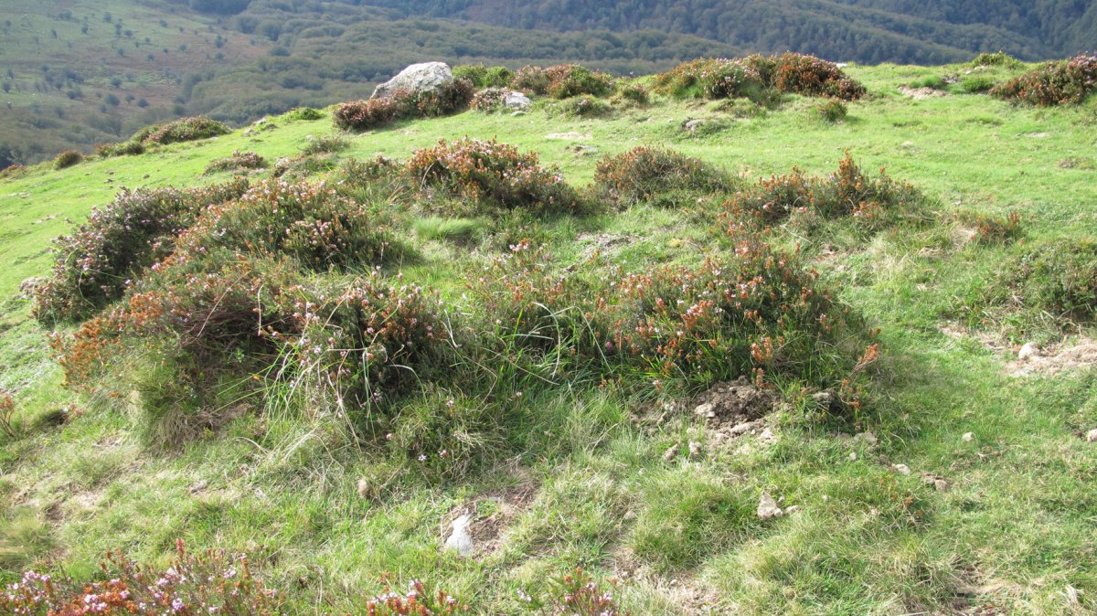 Beltzuntzako Harria harrespila, Goizueta