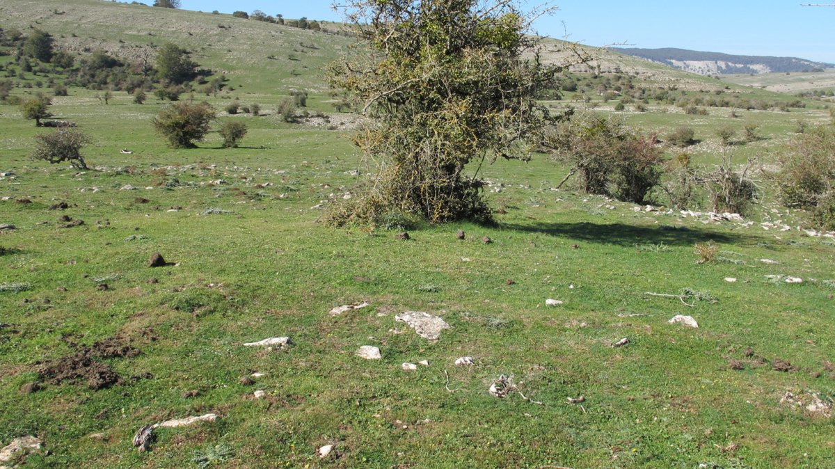 Soosa 21 tumulua, Andia