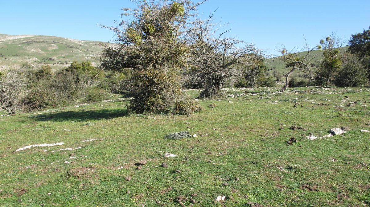 Soosa 21 tumulua, Andia