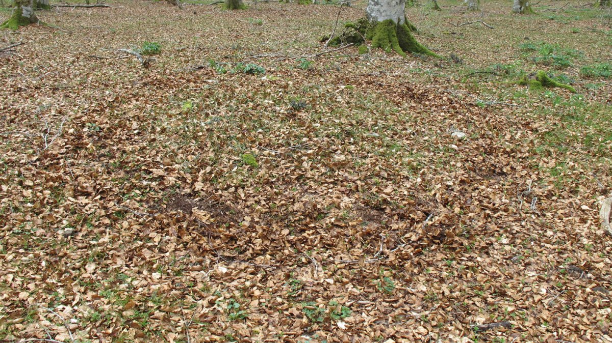 Bagaritxa 4 tumulua, Goñi