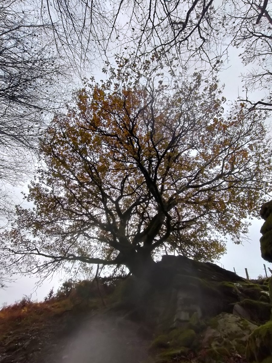 Urtsumendiko aitzarteko haritza