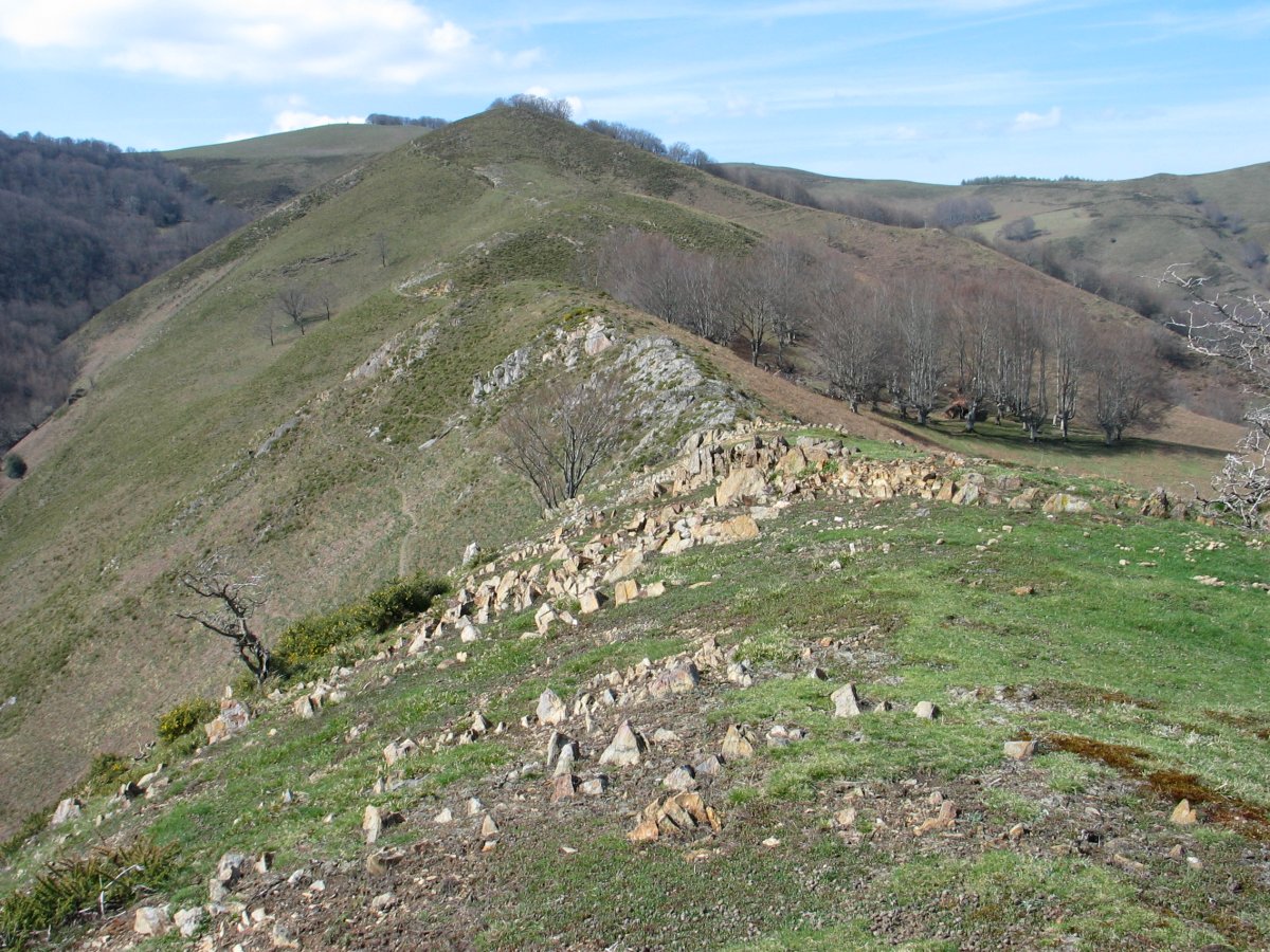 Azpilkueta aldeko bizkar luzea