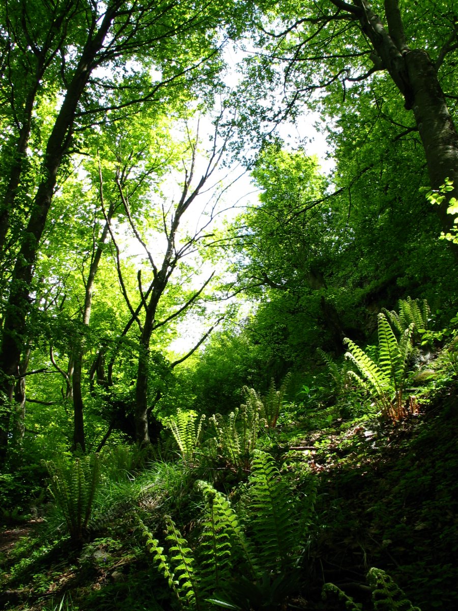 Basoa, iparraldeko isurialdean, tontorraren azpian