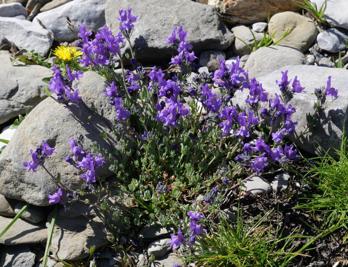 Linaria alpina