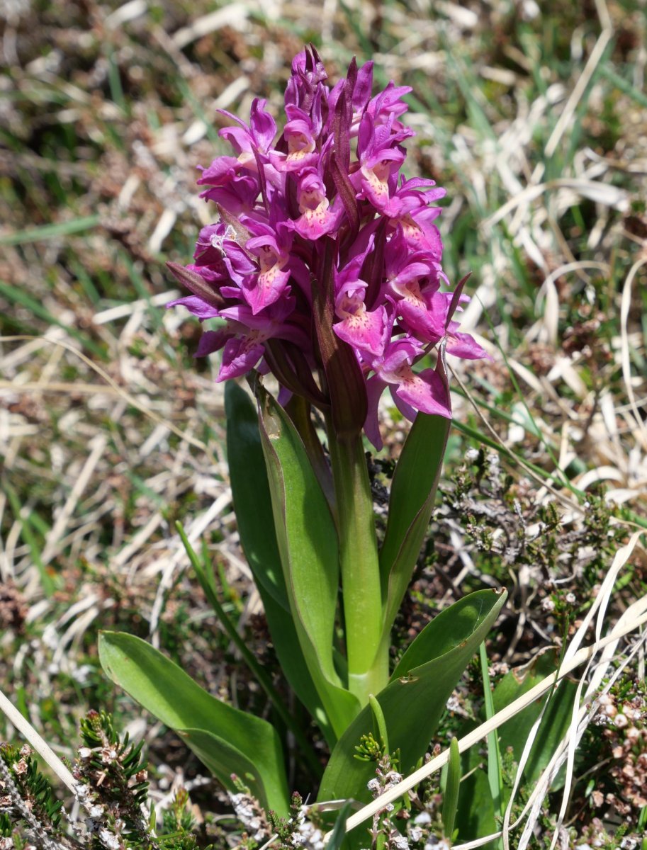 Dactylorhiza sambucina Zuriza aldean