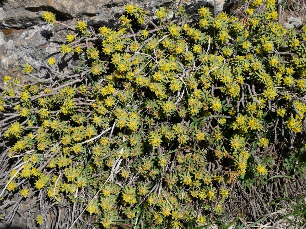 Thymelaea nivalis, Petraficha mendian