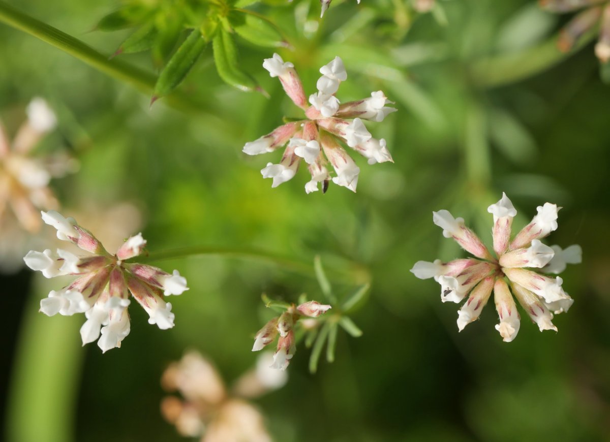 Dorycnium pentaphyllum, Irurtzun aldean