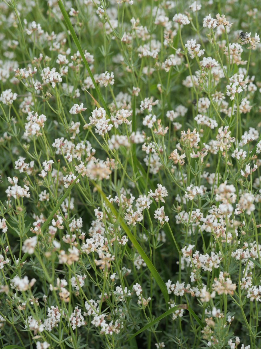 Dorycnium pentaphyllum Irurtzun aldean