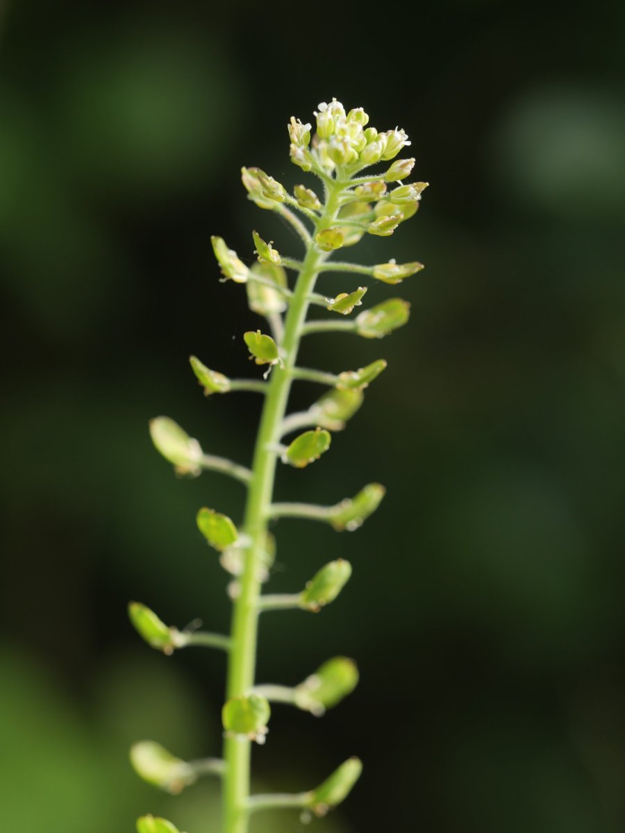 Lepidium campestre Irurtzun aldean