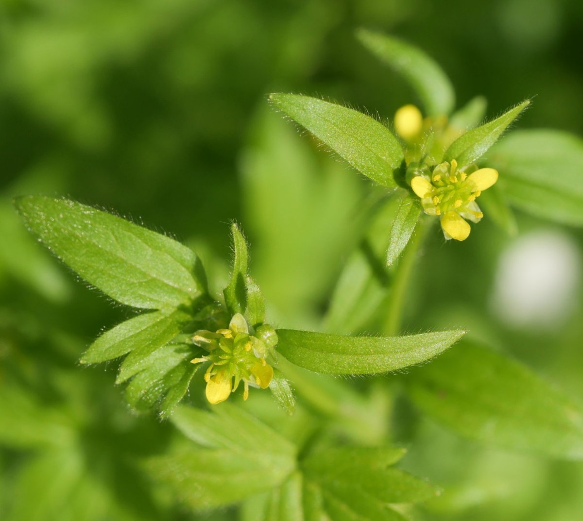 Ranunculus parviflorus Irurtzun aldean