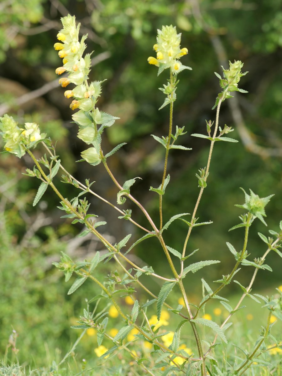 Rhinanthus angustifolius Irurtzun aldean