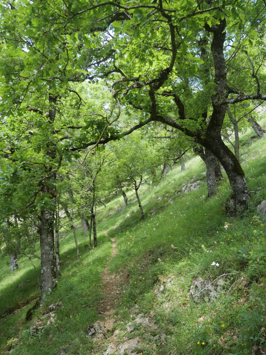 Haitz Txikiko lepora igotzen den bidea