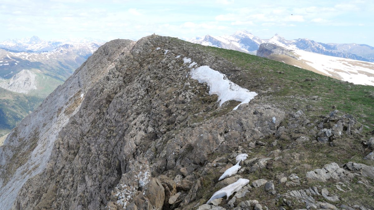 Petraficha tontorra iparraldetik