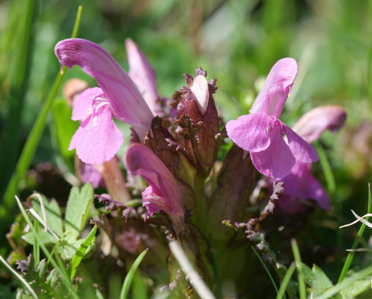 Pedicularis sylvatica Oza aldean