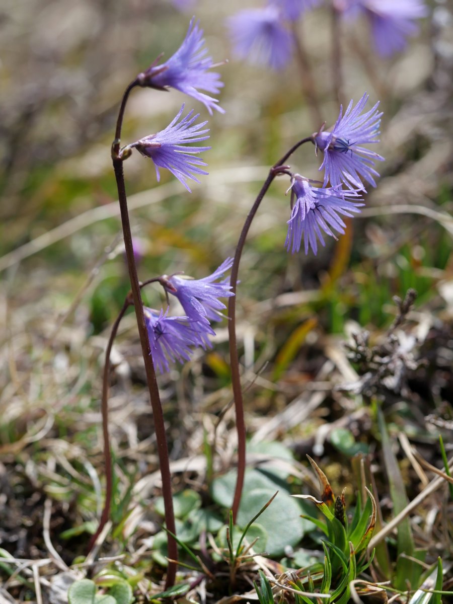 Soldanella alpina, Atxerito iboiaren inguruetan