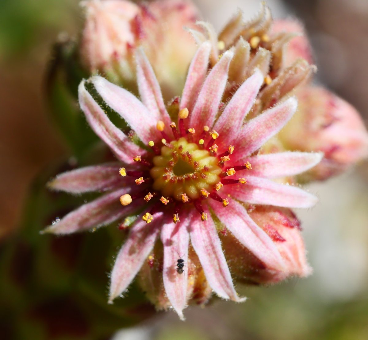 Sempervivum tectorum, Lapazarraren gandorrean