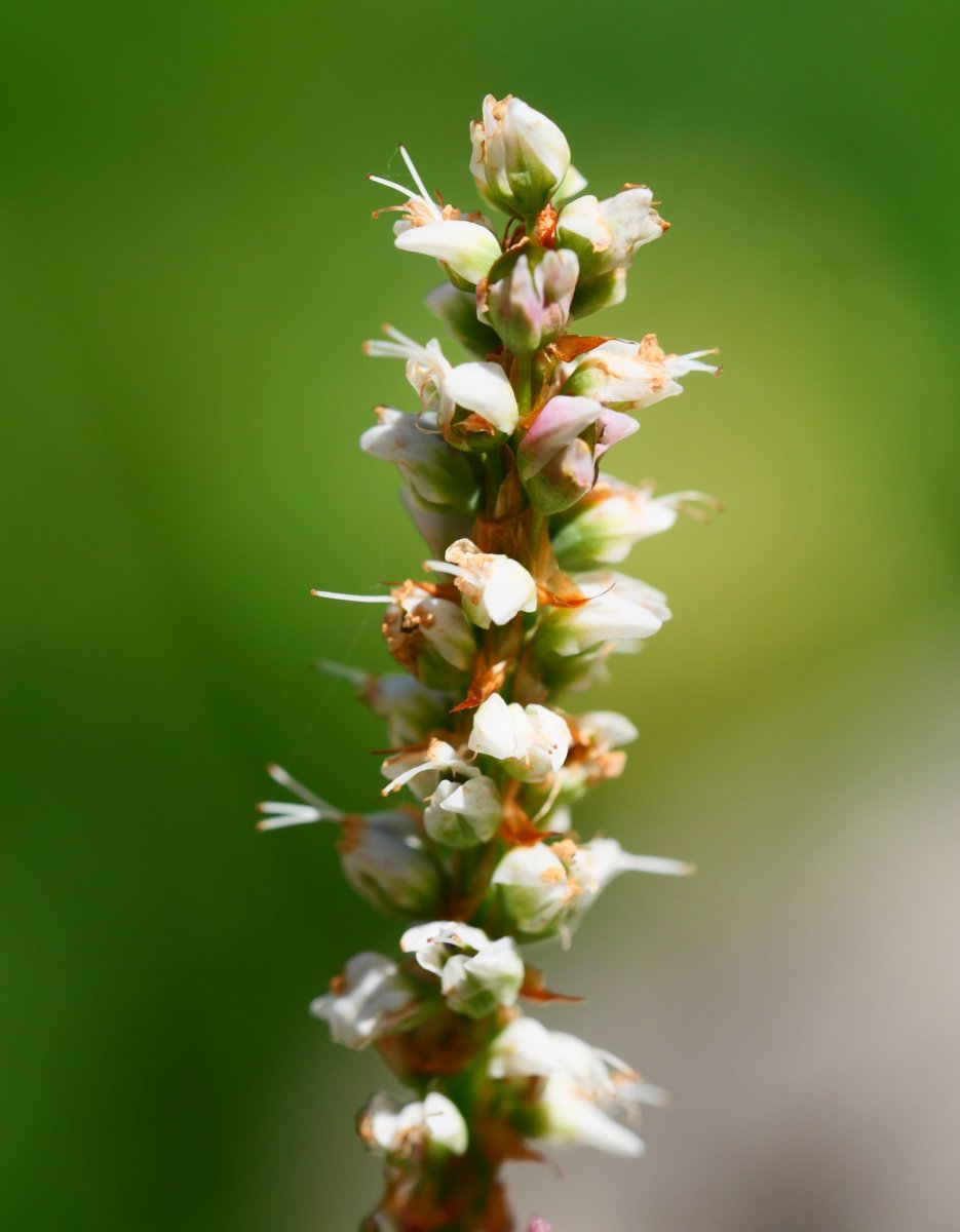 Persicaria vivipara, Lapazarra mendian