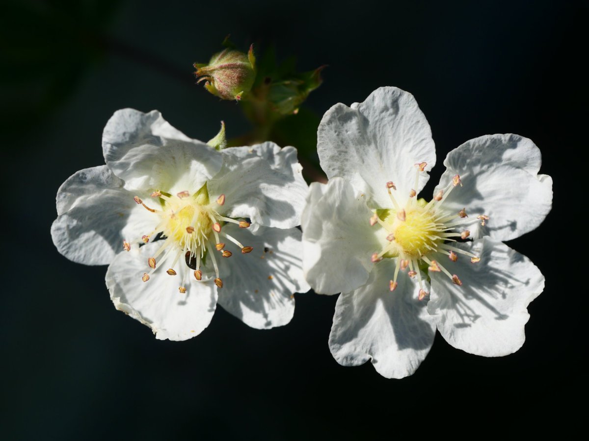 Potentilla alchimiloides Lapazarra mendian