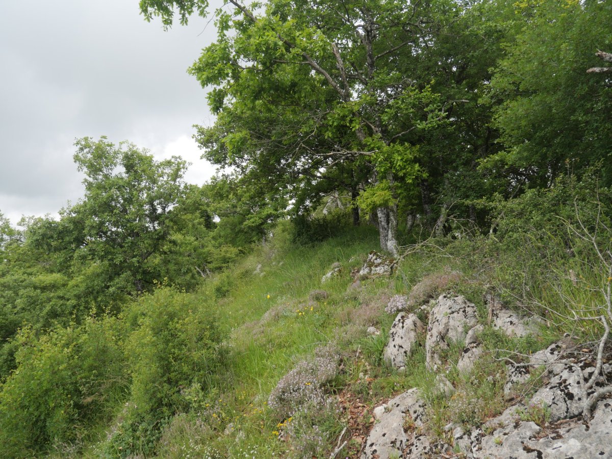 Artebakar, ekialdeko bizkarra