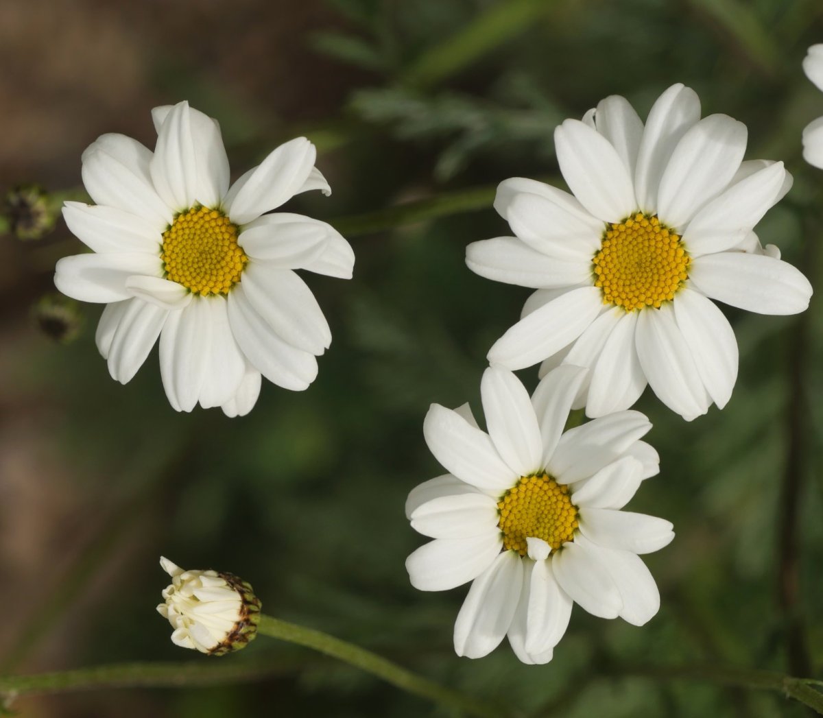 Tanacetum corymbosum, Arakilen