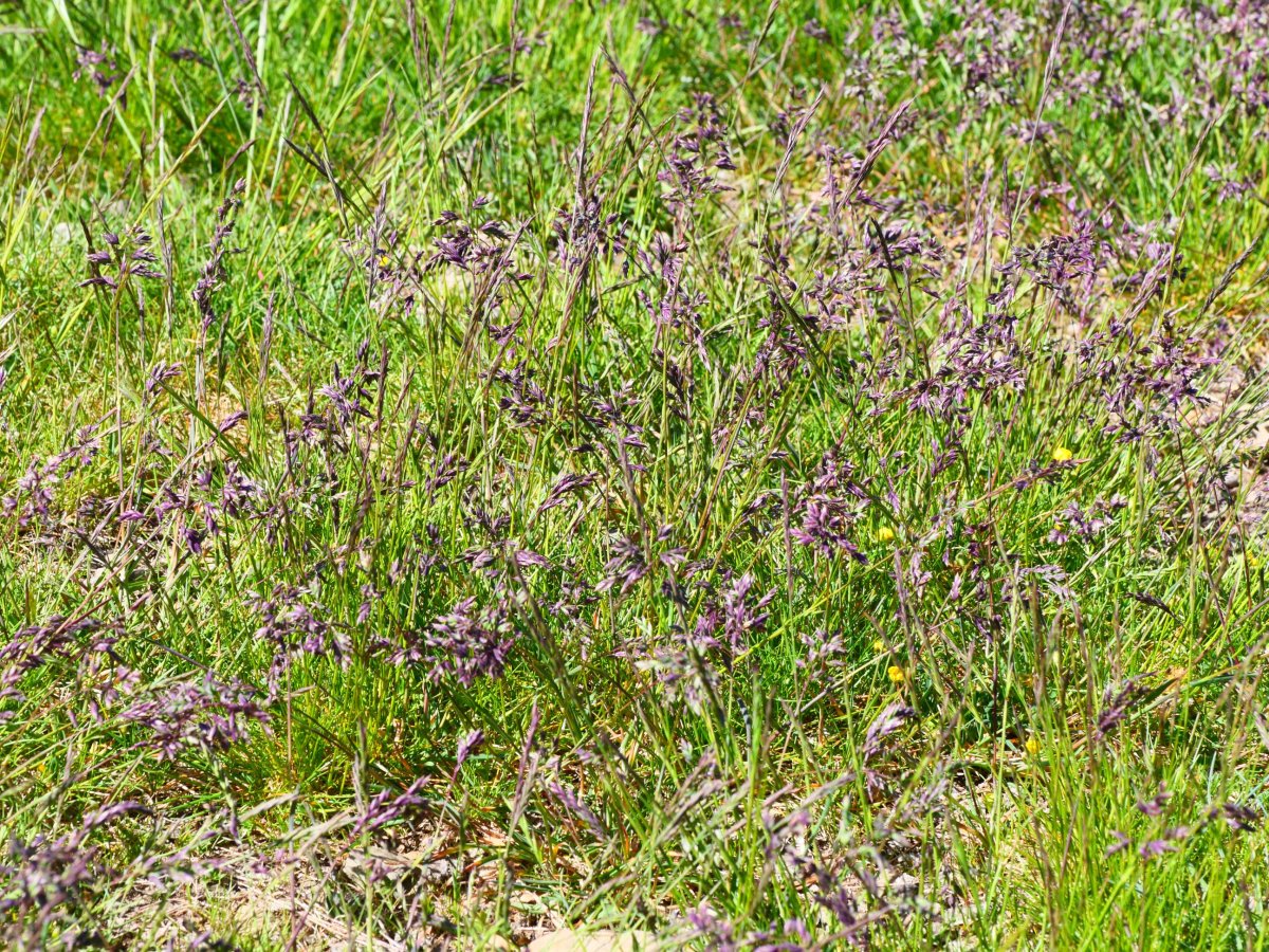 Poa alpina Tortiella tontorrean