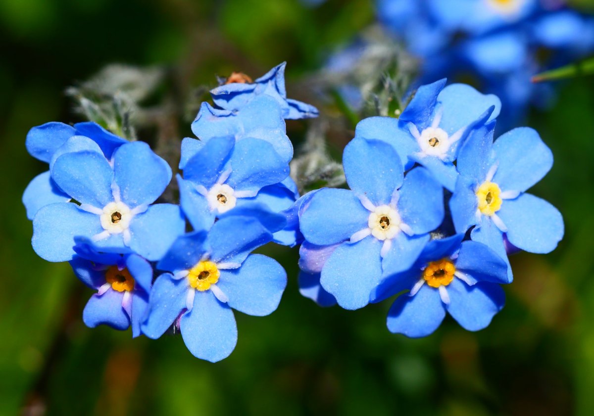 Myosotis alpestris Chipetako hegoaldeko bizkarrean