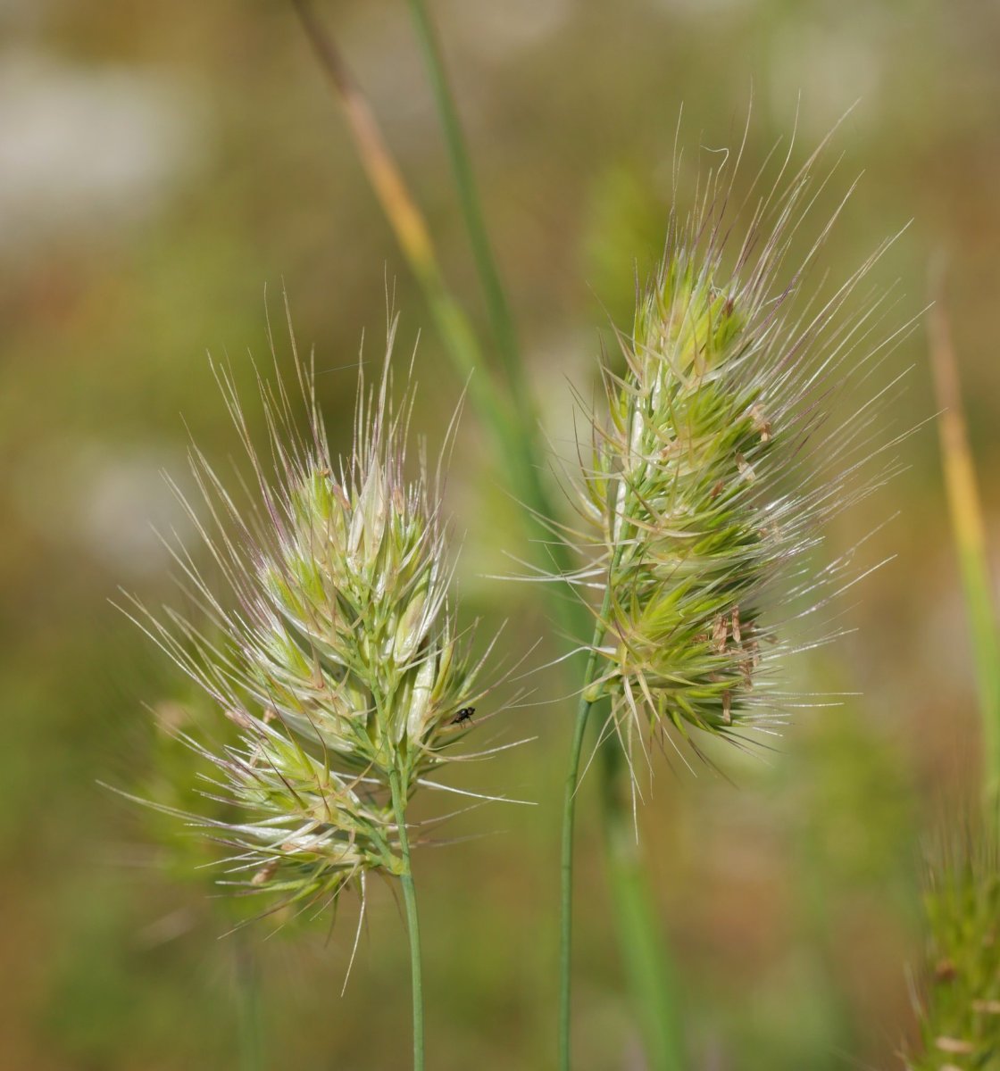 Cynosurus echinatus Urbasan