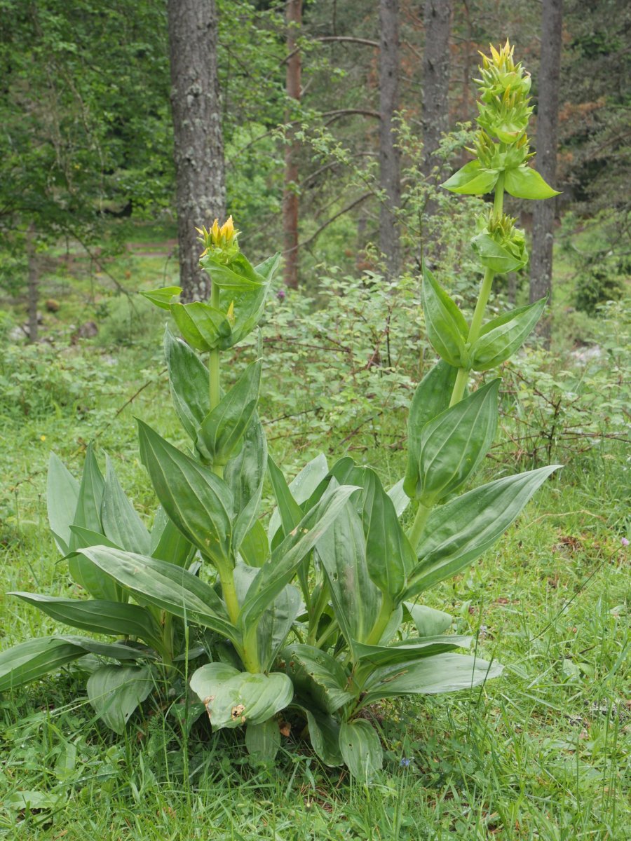 Gentiana lutea, Ozako kanpinaren inguruetan