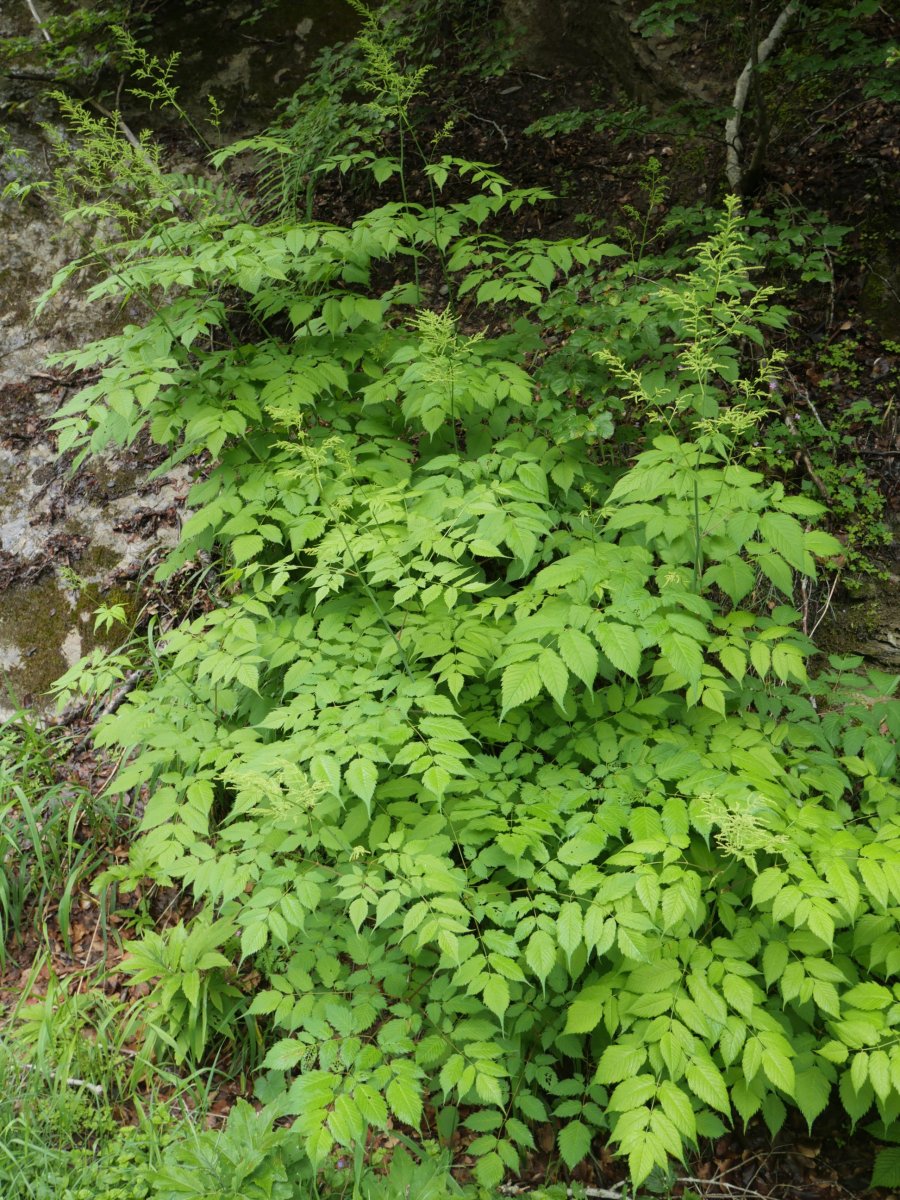 Aruncus dioicus, Lintza aldean