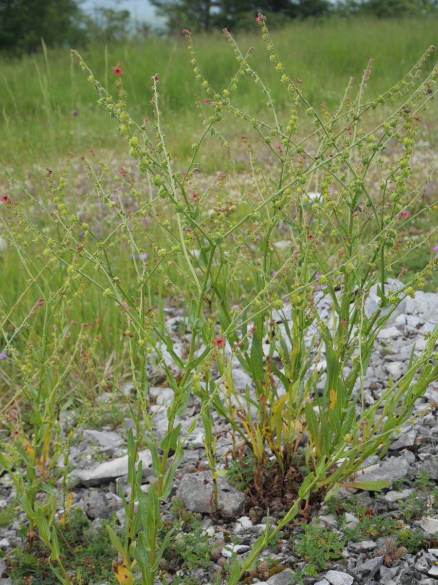 Cynoglossum officinale, Gainsoil inguruan (Urbasa)