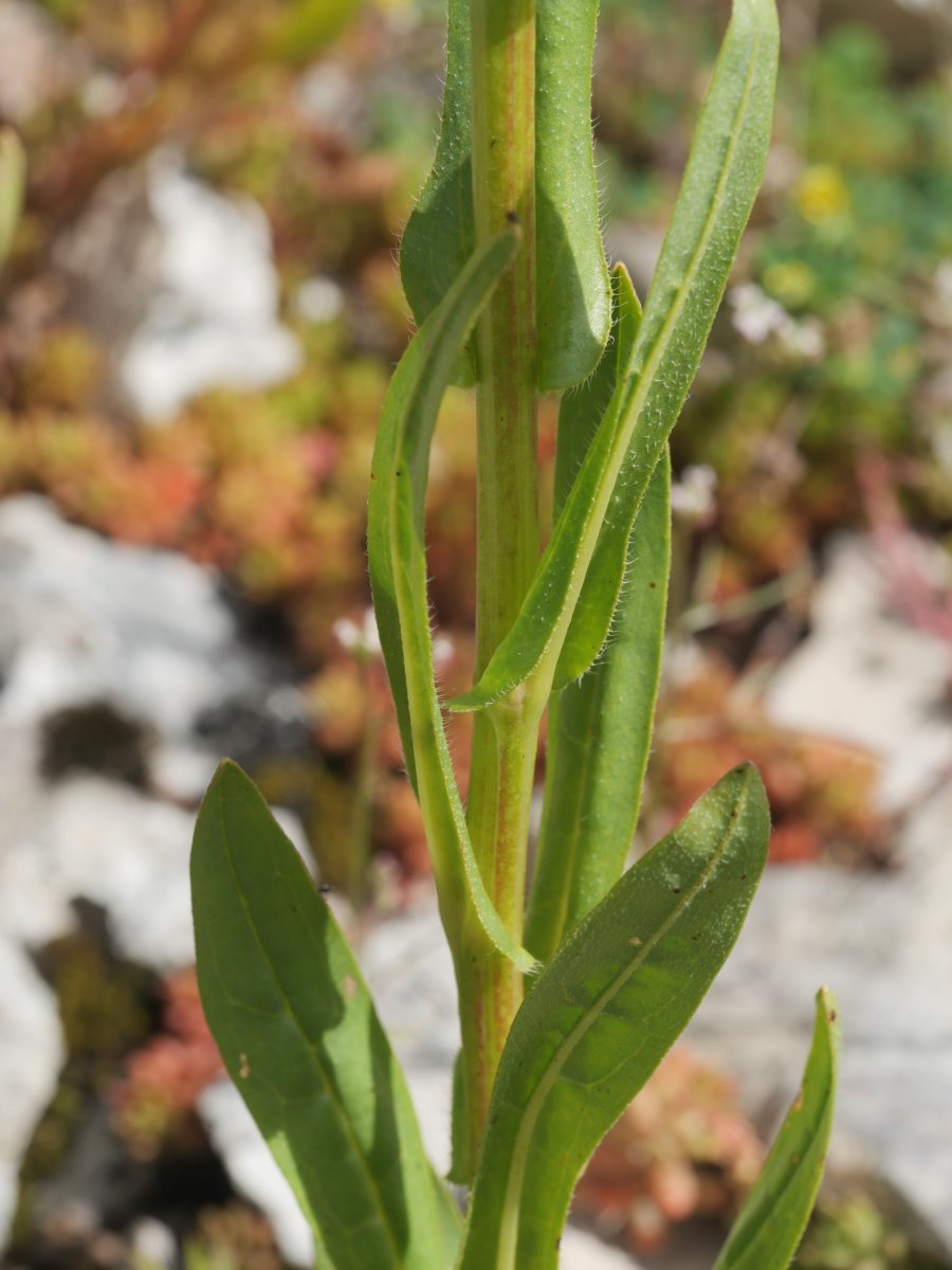 Cynoglossum officinale Gainsoil inguruan