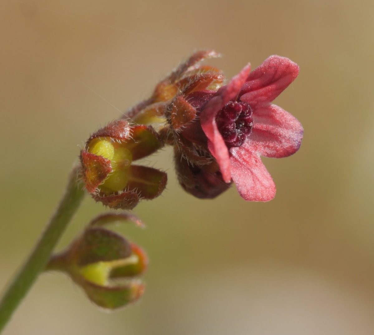 Cynoglossum officinale Gainsoil inguruan