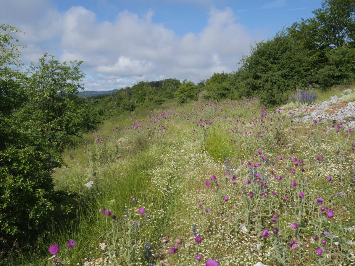 Tontorretik Ziordiako mendatera abiatzen, Gainsoil