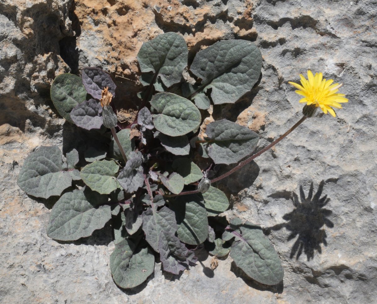 Crepis pygmaea Hoya de la Solana aldean