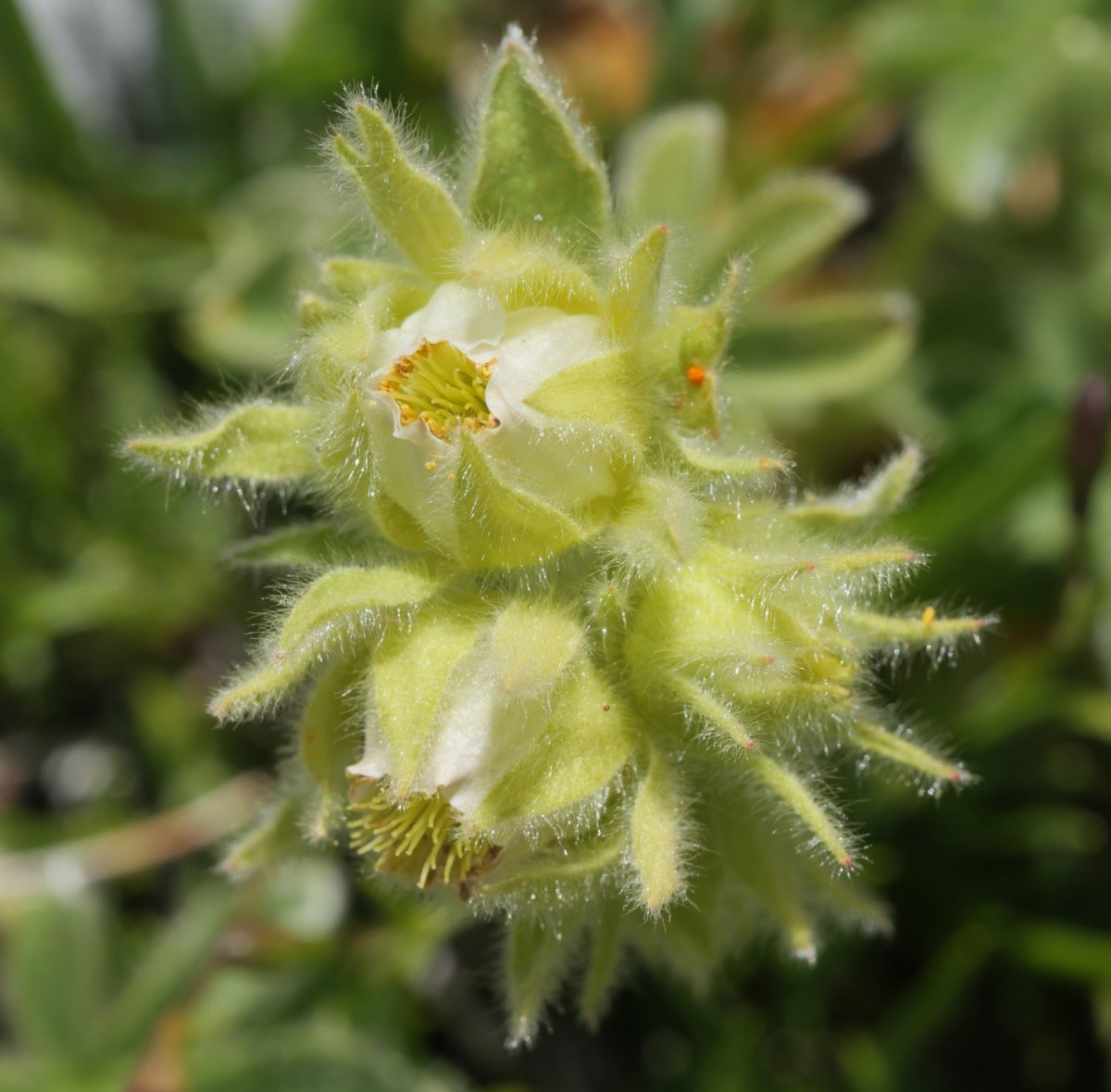Potentilla nivalis Hoya de la Solana aldean