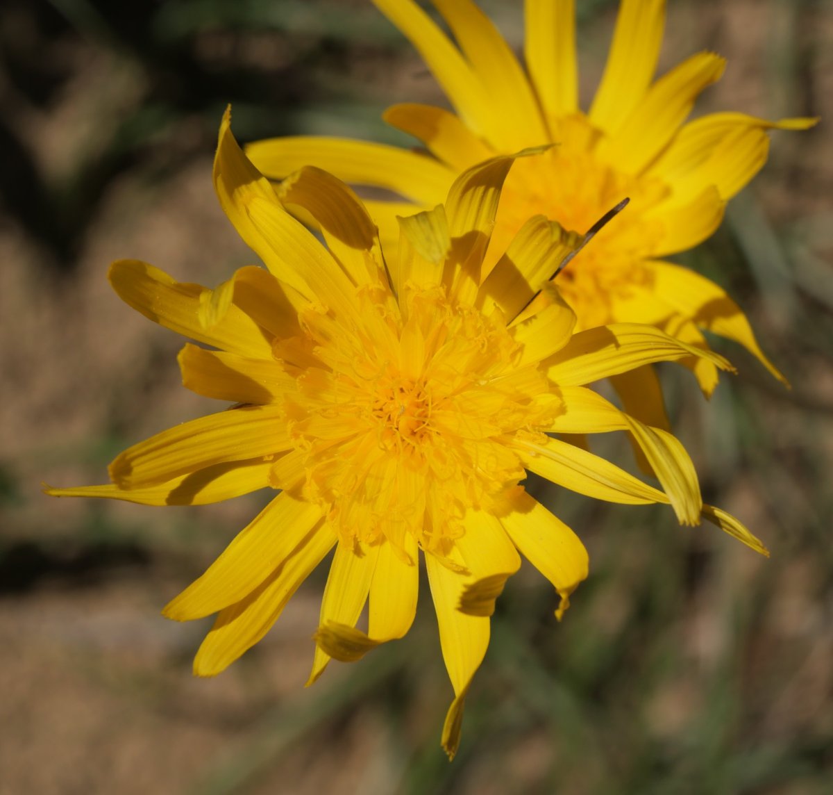 Scorzonera aristata Hoya de la Solana aldean