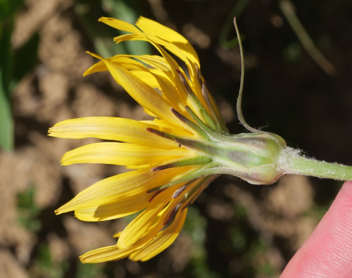 Scorzonera aristata Hoya de la Solana aldean