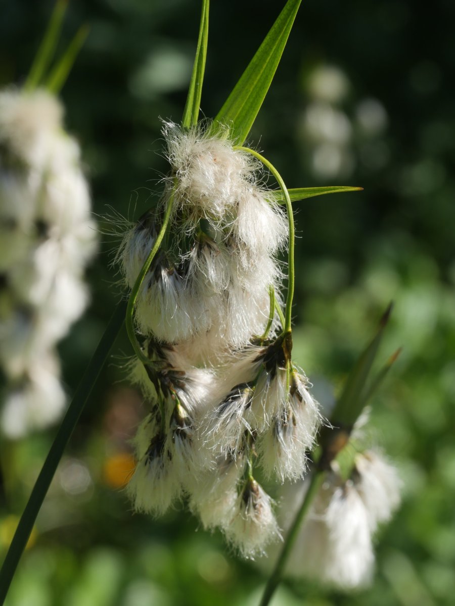 Eriophorum latifolium Lintza aldean