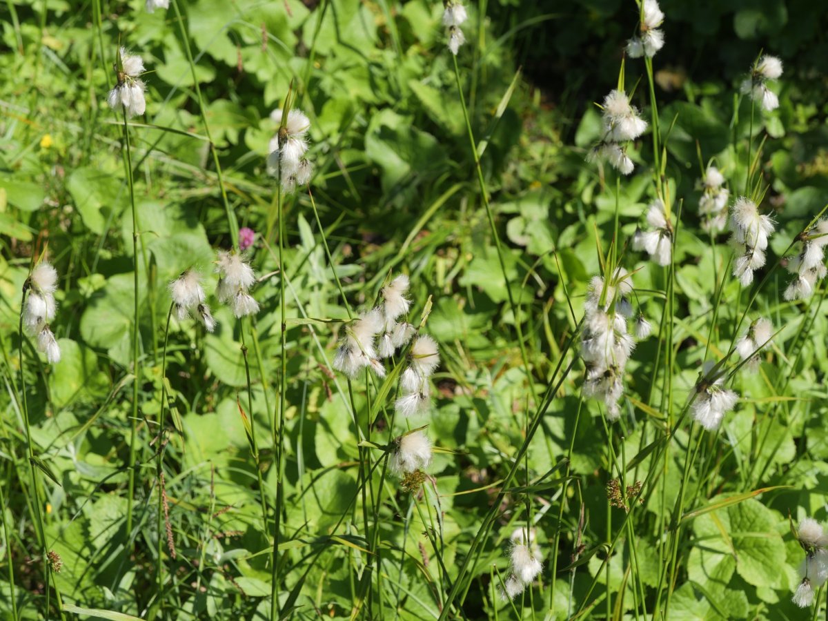 Eriophorum latifolium Lintza aldean