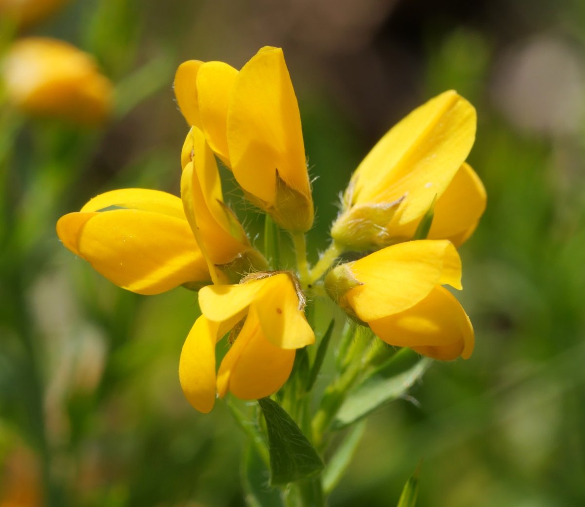 Genista hispanica occidentalis Lapazarrako bizkarrean