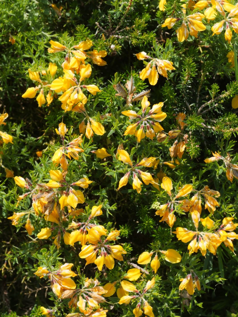 Genista hispanica occidentalis Lapazarrako bizkarrean