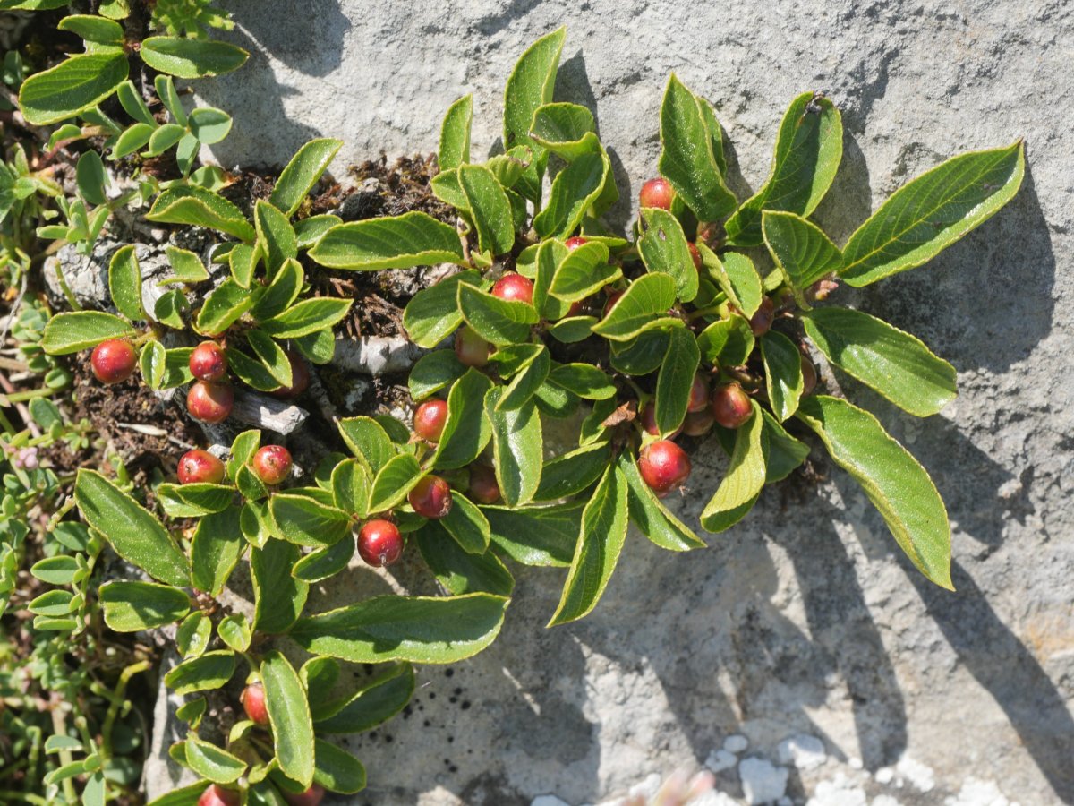 Rhamnus pumila Lapazarra mendian