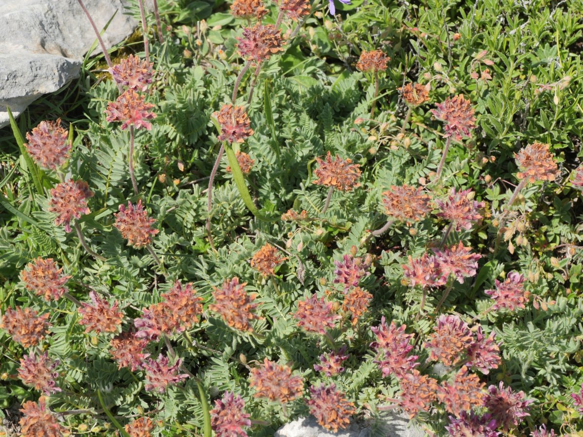 Anthyllis montana, Lapazarra mendian