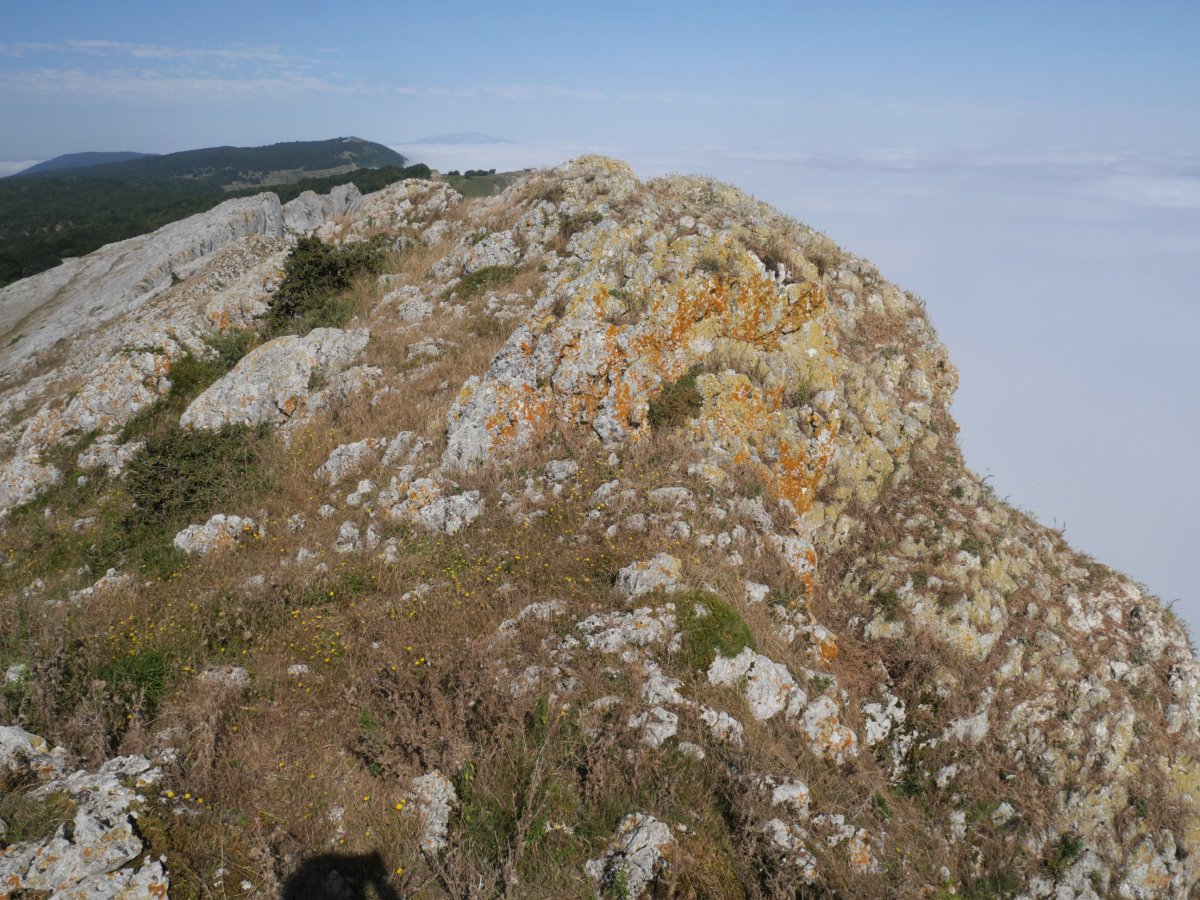 Bargattentte tontorra