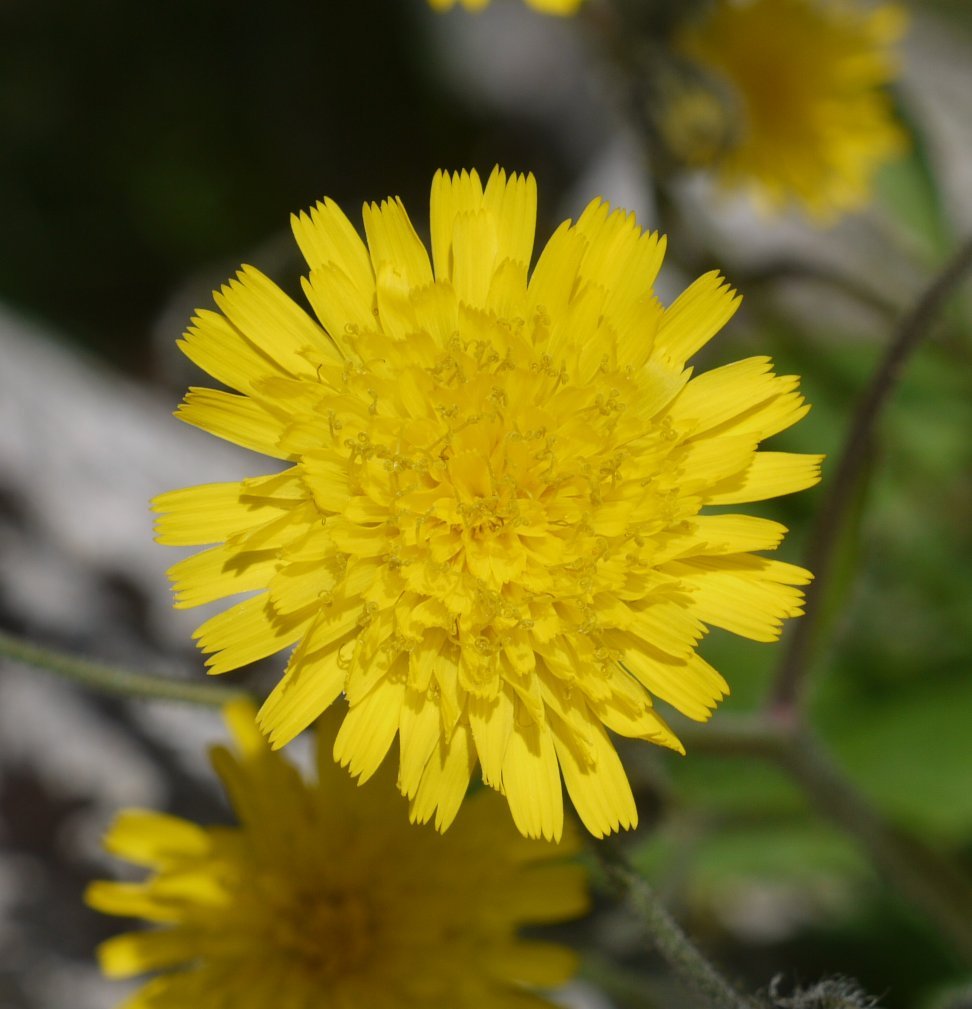 Hieracium cerinthoides Aralarren